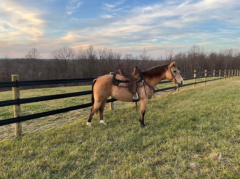 American Quarter Horse Castrone 11 Anni 150 cm Pelle di daino in Crofton, KY