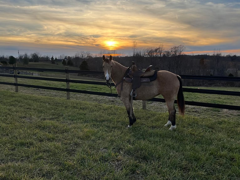 American Quarter Horse Castrone 11 Anni 150 cm Pelle di daino in Crofton, KY