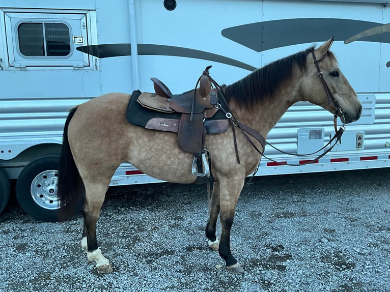 American Quarter Horse Castrone 11 Anni 150 cm Pelle di daino in Crofton, KY