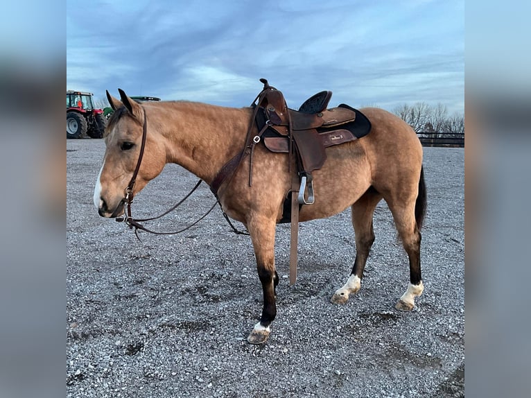 American Quarter Horse Castrone 11 Anni 150 cm Pelle di daino in Crofton, KY