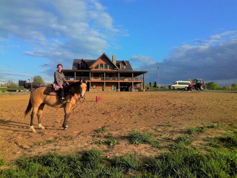 American Quarter Horse Castrone 11 Anni 150 cm Pelle di daino in Crofton, KY