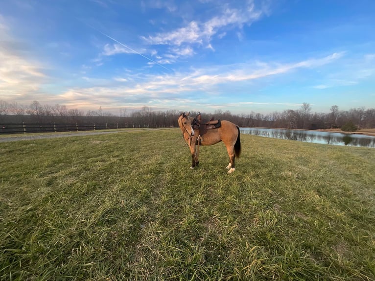 American Quarter Horse Castrone 11 Anni 150 cm Pelle di daino in Crofton, KY