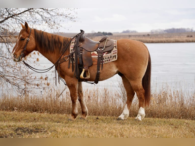 American Quarter Horse Castrone 11 Anni 150 cm Red dun in Valley Springs