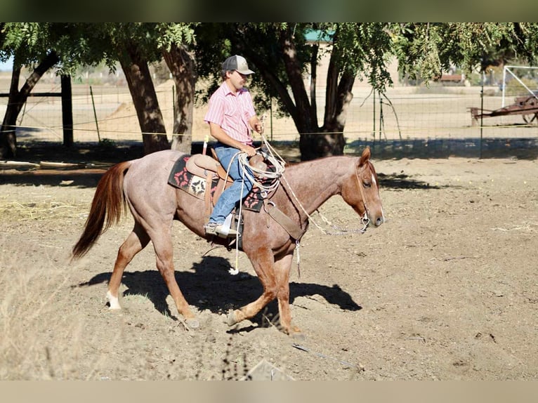 American Quarter Horse Castrone 11 Anni 150 cm Roano rosso in paicines ca