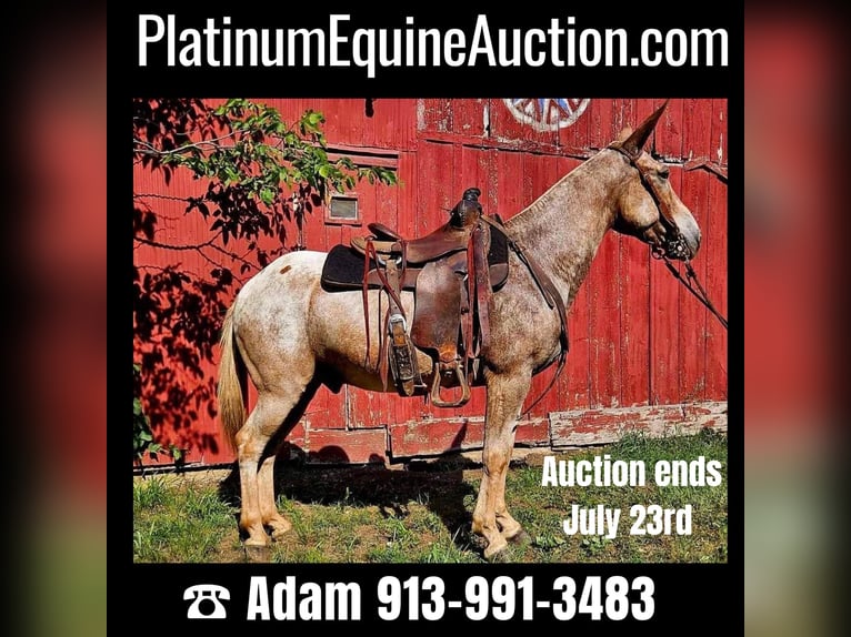 American Quarter Horse Castrone 11 Anni 150 cm Roano rosso in LaCygne, KS