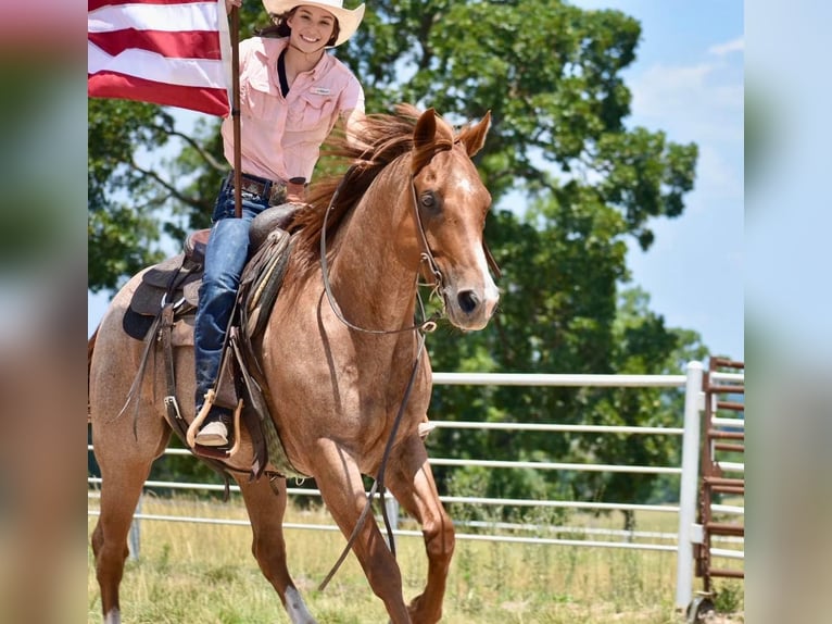 American Quarter Horse Castrone 11 Anni 150 cm Roano rosso in Sweet Springs, MO