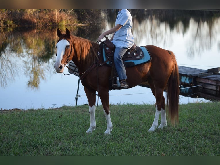 American Quarter Horse Castrone 11 Anni 150 cm Sauro ciliegia in Cub RUb KY