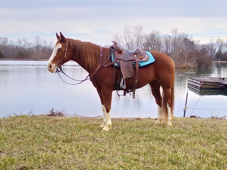 American Quarter Horse Castrone 11 Anni 150 cm Sauro ciliegia in Cub RUb KY