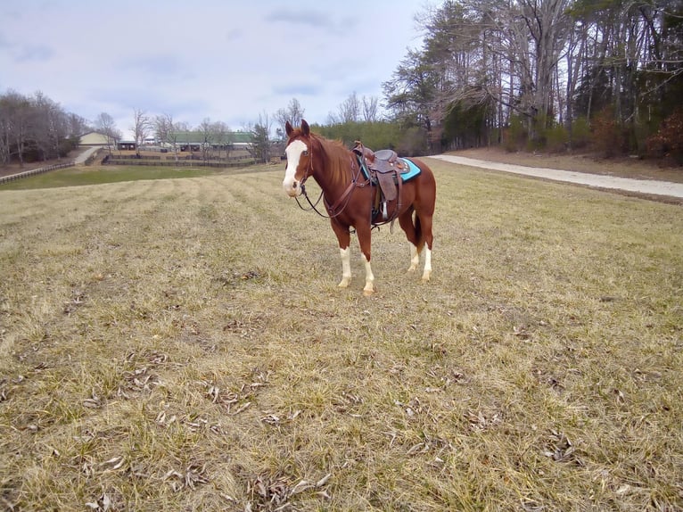 American Quarter Horse Castrone 11 Anni 150 cm Sauro ciliegia in Cub RUb KY