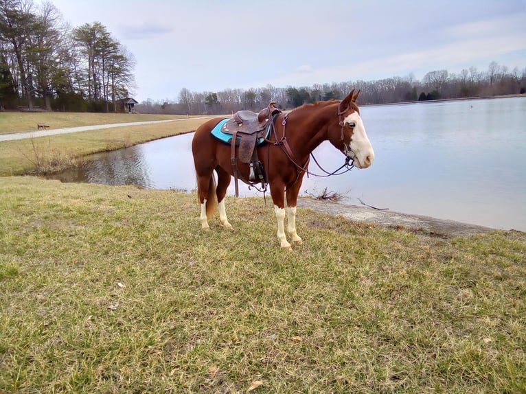 American Quarter Horse Castrone 11 Anni 150 cm Sauro ciliegia in Cub RUb KY