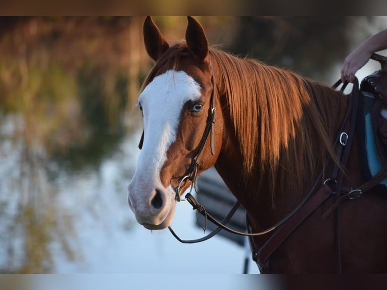 American Quarter Horse Castrone 11 Anni 150 cm Sauro ciliegia in Cub RUb KY