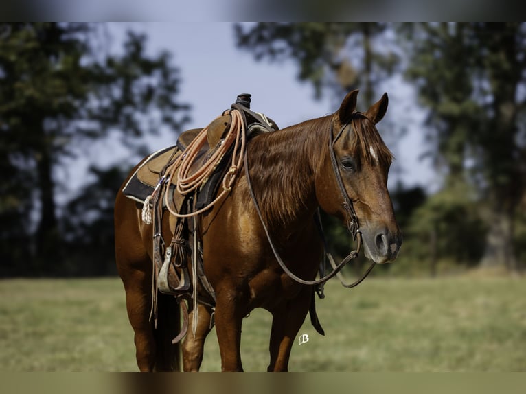 American Quarter Horse Castrone 11 Anni 150 cm Sauro ciliegia in Lufkin, TX