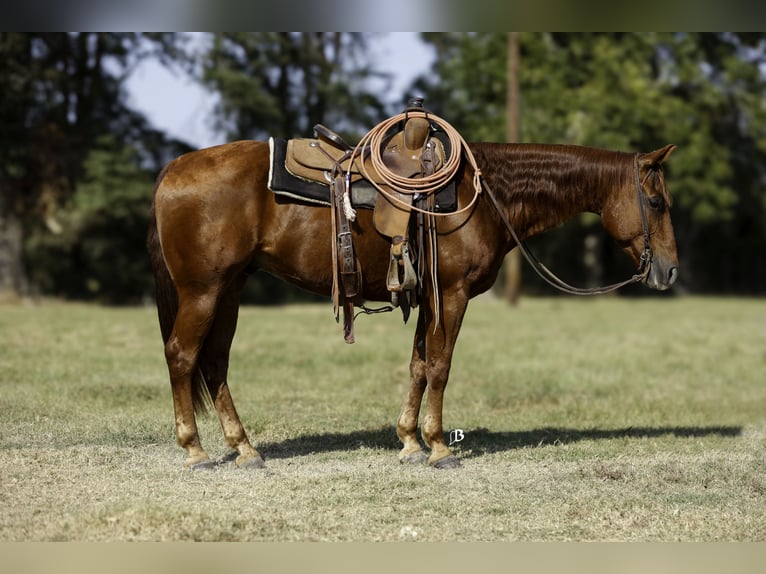 American Quarter Horse Castrone 11 Anni 150 cm Sauro ciliegia in Lufkin, TX