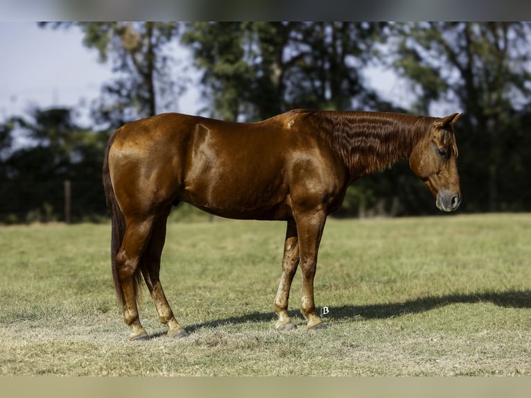 American Quarter Horse Castrone 11 Anni 150 cm Sauro ciliegia in Lufkin, TX