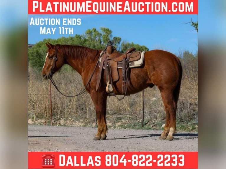 American Quarter Horse Castrone 11 Anni 150 cm Sauro scuro in Camp Verde AZ