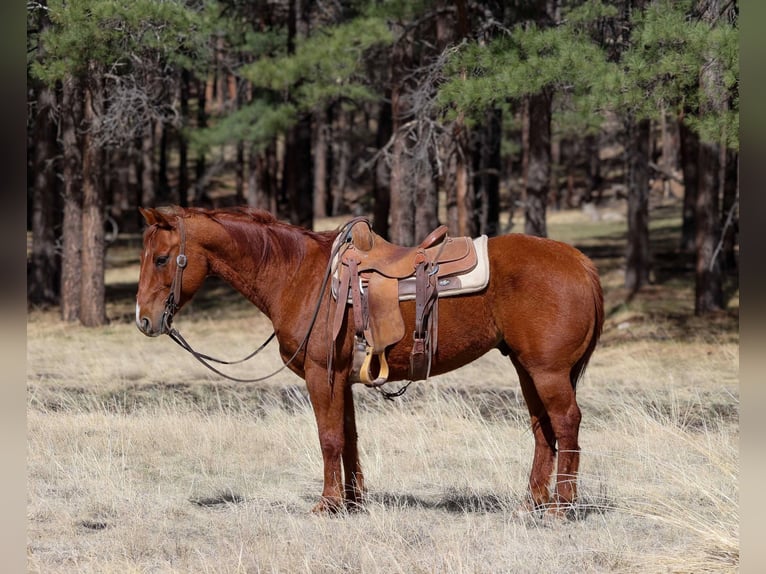 American Quarter Horse Castrone 11 Anni 150 cm Sauro scuro in Cottonwood AZ