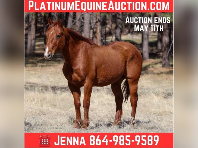 American Quarter Horse Castrone 11 Anni 150 cm Sauro scuro in Cottonwood AZ