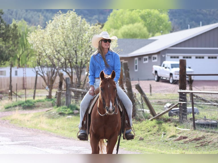 American Quarter Horse Castrone 11 Anni 150 cm Sauro scuro in Cottonwood AZ