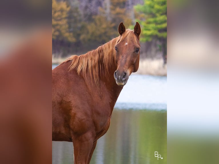 American Quarter Horse Castrone 11 Anni 150 cm Sauro scuro in Mountain Grove MO