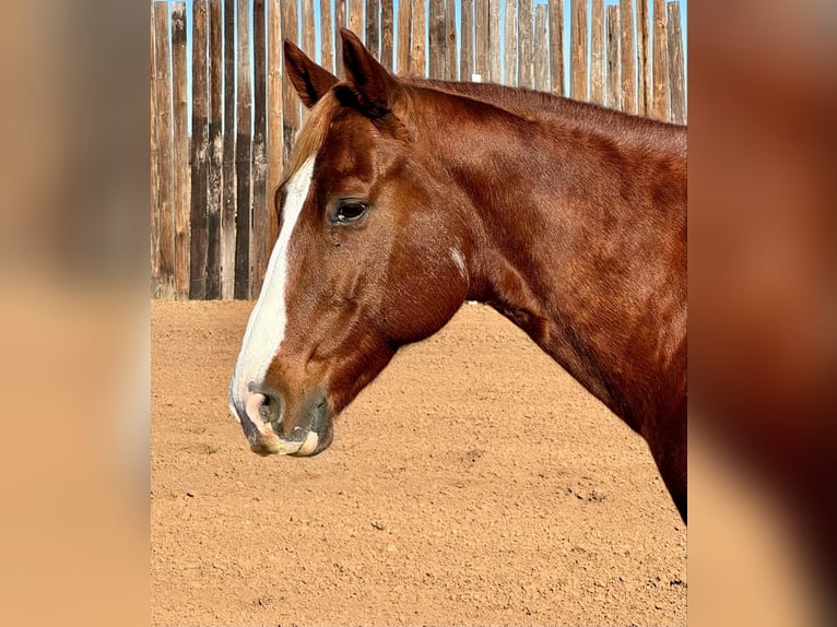 American Quarter Horse Castrone 11 Anni 150 cm Sauro scuro in Stephenville TX