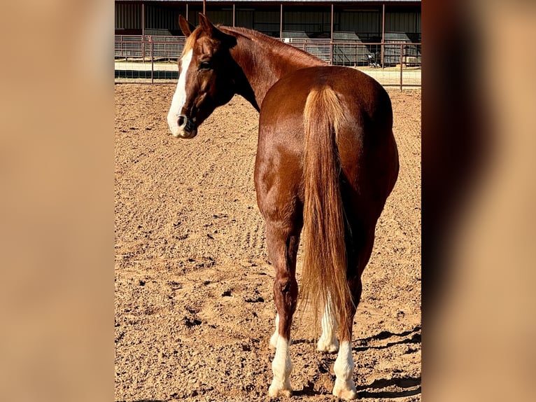 American Quarter Horse Castrone 11 Anni 150 cm Sauro scuro in Stephenville TX