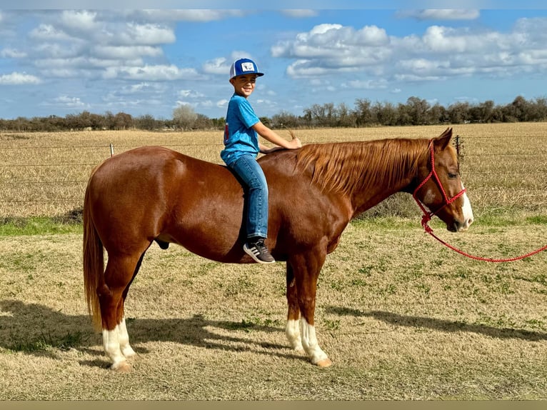 American Quarter Horse Castrone 11 Anni 150 cm Sauro scuro in Stephenville TX