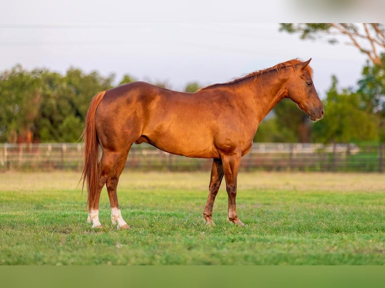 American Quarter Horse Castrone 11 Anni 150 cm Sauro scuro in Weatherford TX