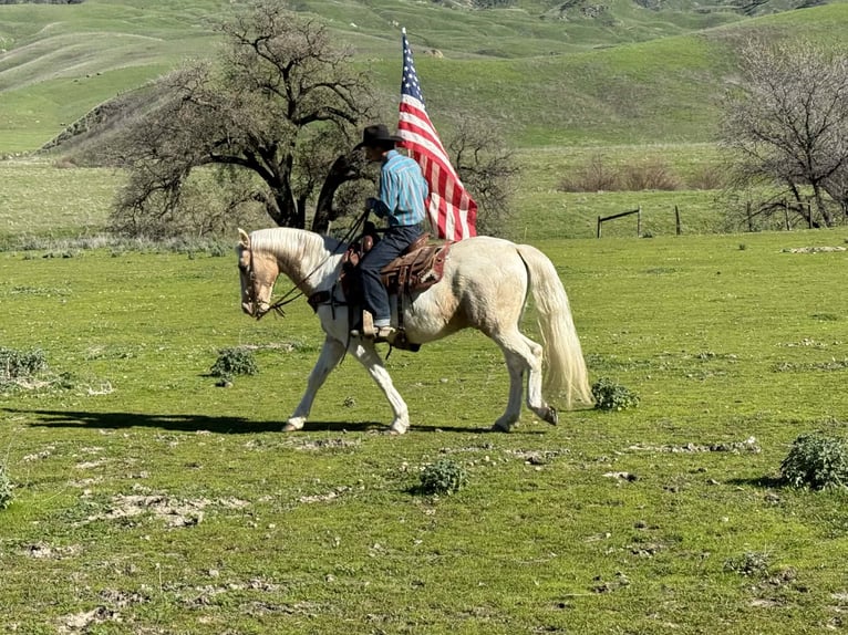 American Quarter Horse Castrone 11 Anni 150 cm Tobiano-tutti i colori in Paicines CA