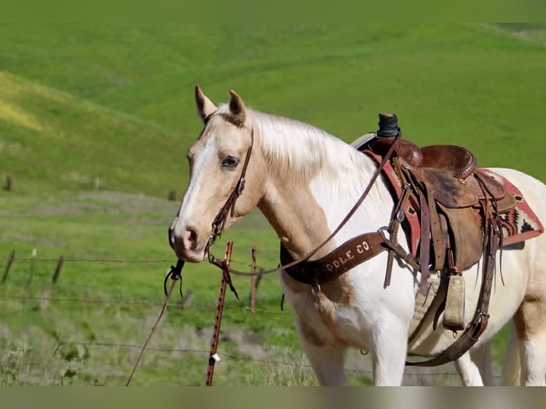American Quarter Horse Castrone 11 Anni 150 cm Tobiano-tutti i colori in Paicines CA