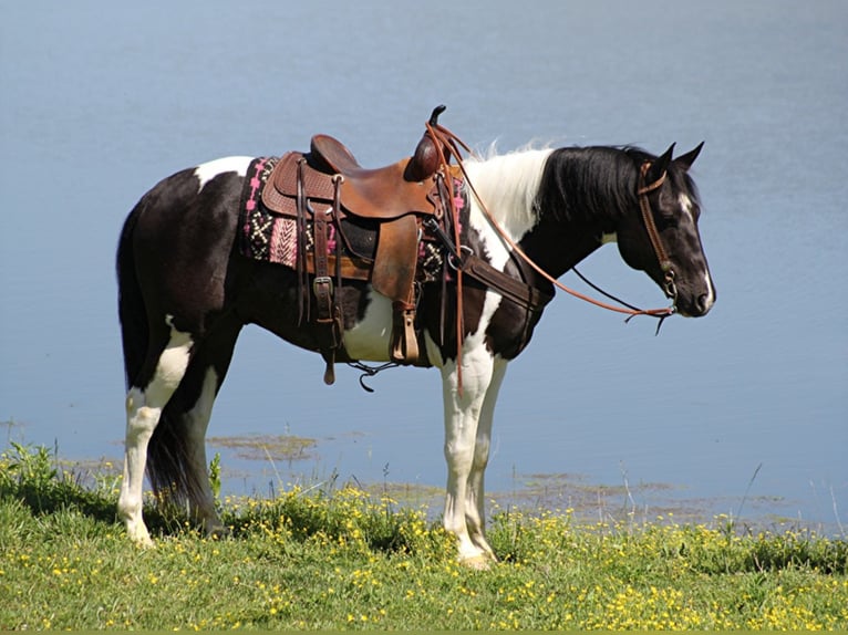 American Quarter Horse Castrone 11 Anni 150 cm Tobiano-tutti i colori in Whitley City KY