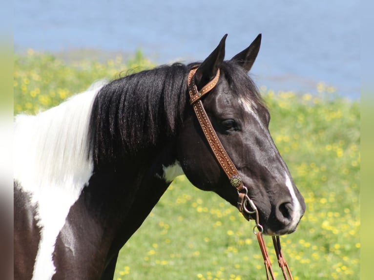 American Quarter Horse Castrone 11 Anni 150 cm Tobiano-tutti i colori in Whitley City KY