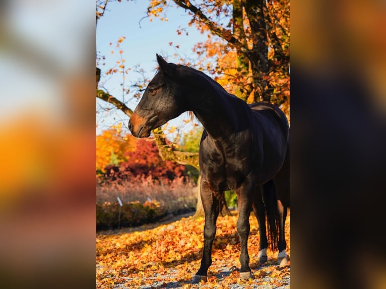 American Quarter Horse Castrone 11 Anni 151 cm Baio in Hinwil