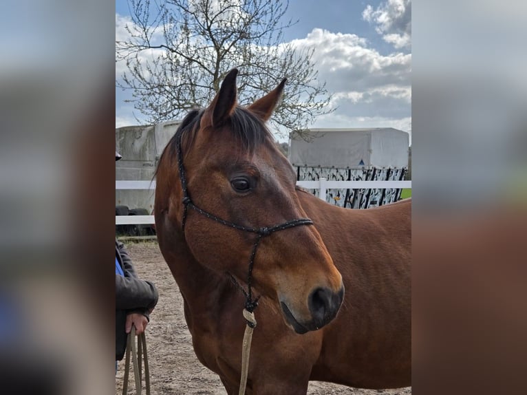 American Quarter Horse Castrone 11 Anni 152 cm Baio in Remseck am Neckar