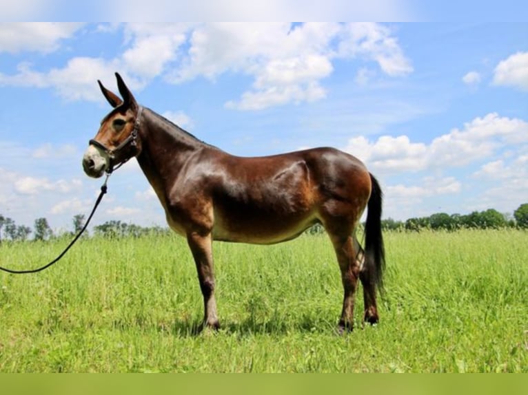 American Quarter Horse Castrone 11 Anni 152 cm Baio ciliegia in Highland MI