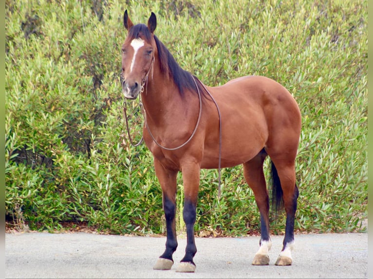 American Quarter Horse Castrone 11 Anni 152 cm Baio ciliegia in Bitterwater CA