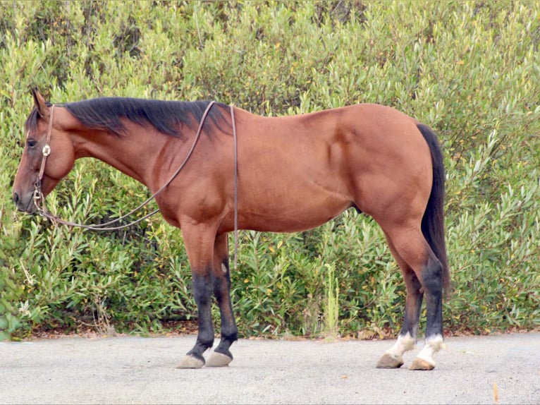 American Quarter Horse Castrone 11 Anni 152 cm Baio ciliegia in Bitterwater CA