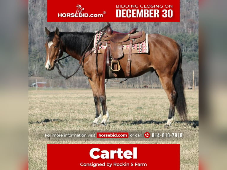 American Quarter Horse Castrone 11 Anni 152 cm Baio ciliegia in Rebersburg, PA