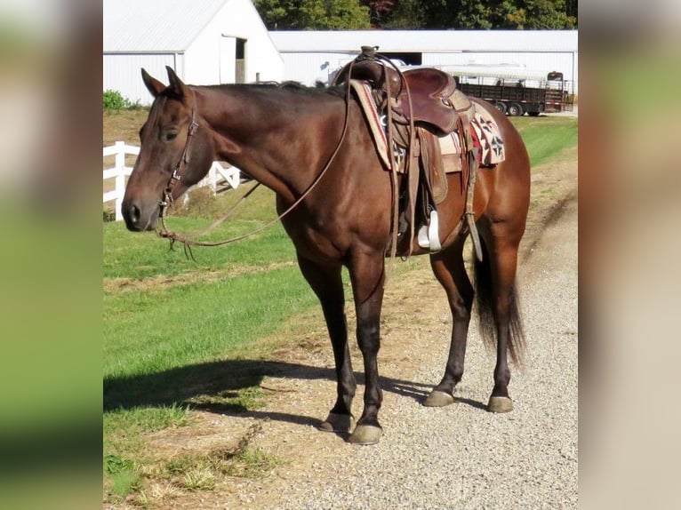 American Quarter Horse Castrone 11 Anni 152 cm Baio ciliegia in Effingham IL