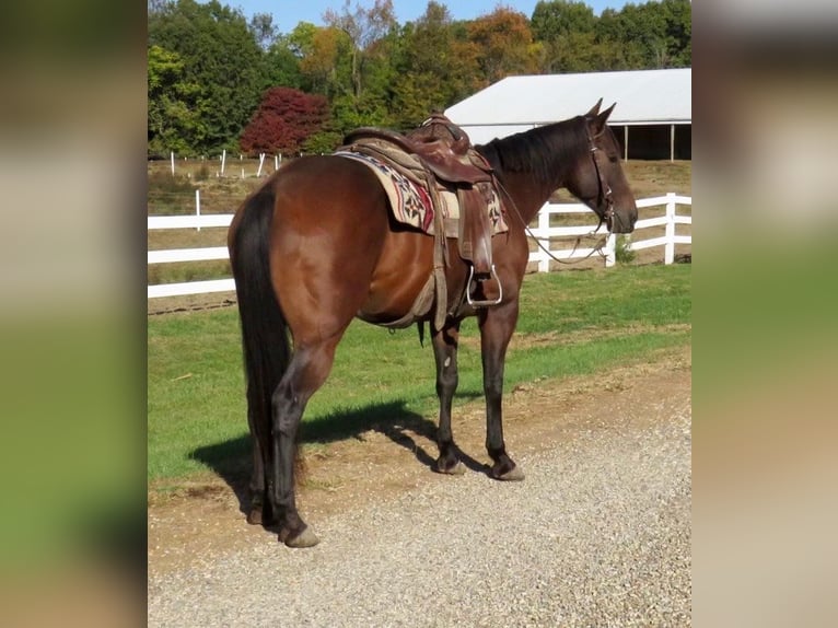 American Quarter Horse Castrone 11 Anni 152 cm Baio ciliegia in Effingham IL