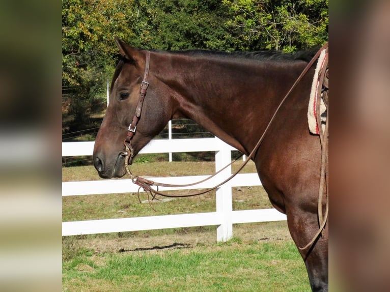 American Quarter Horse Castrone 11 Anni 152 cm Baio ciliegia in Effingham IL