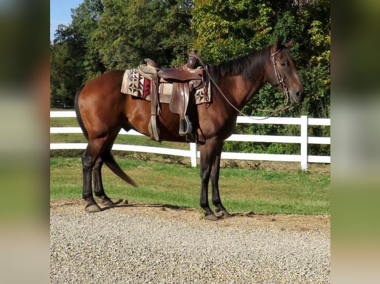 American Quarter Horse Castrone 11 Anni 152 cm Baio ciliegia in Effingham IL