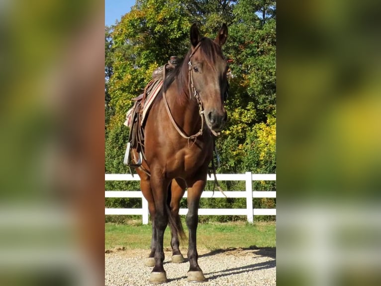 American Quarter Horse Castrone 11 Anni 152 cm Baio ciliegia in Effingham IL