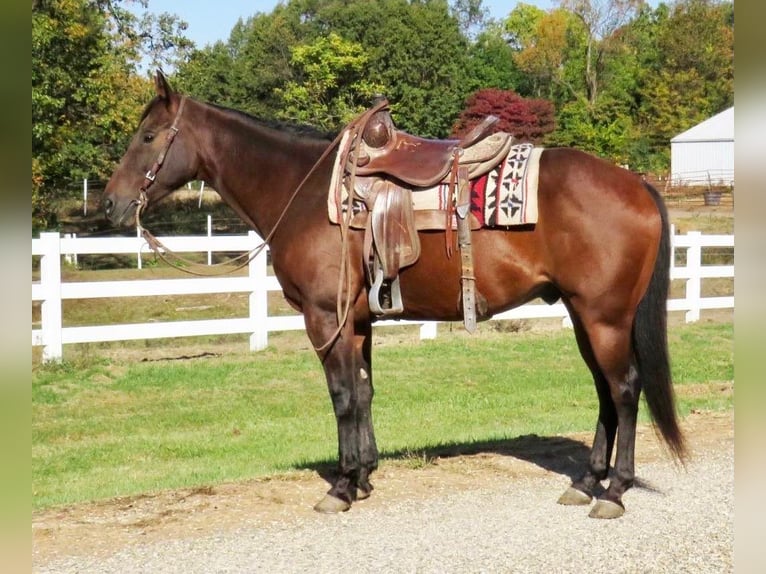 American Quarter Horse Castrone 11 Anni 152 cm Baio ciliegia in Effingham IL