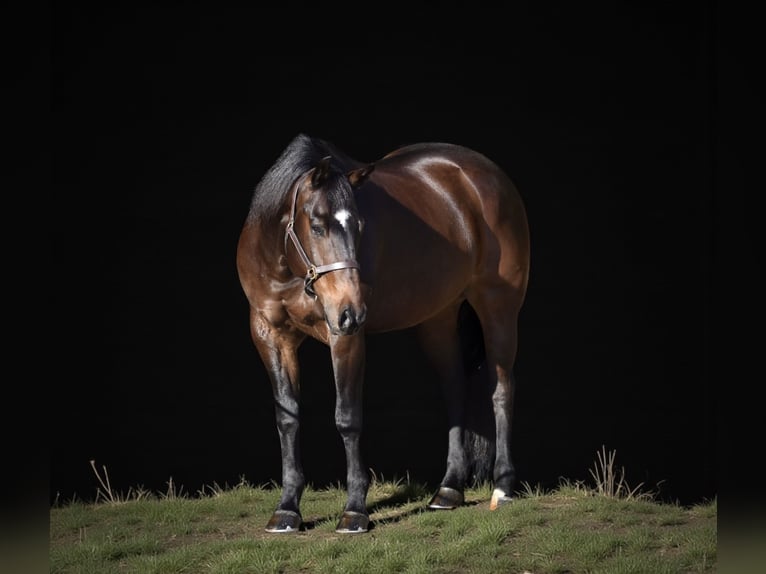 American Quarter Horse Castrone 11 Anni 152 cm Baio ciliegia in Providence Forge VA