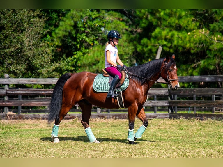 American Quarter Horse Castrone 11 Anni 152 cm Baio ciliegia in Ocala