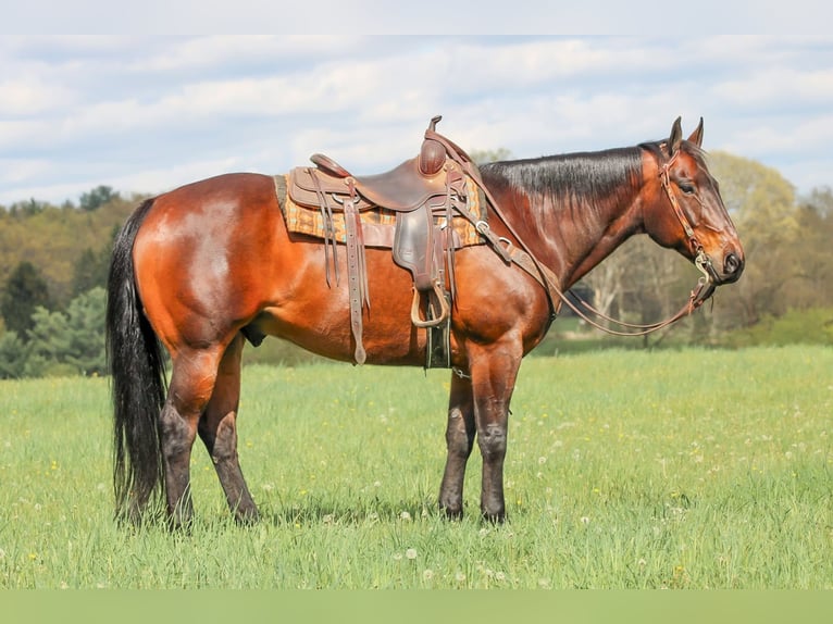 American Quarter Horse Castrone 11 Anni 152 cm Baio ciliegia in Clarion, PA