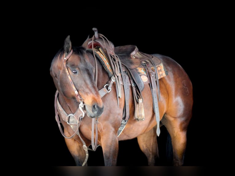 American Quarter Horse Castrone 11 Anni 152 cm Baio ciliegia in Clarion, PA