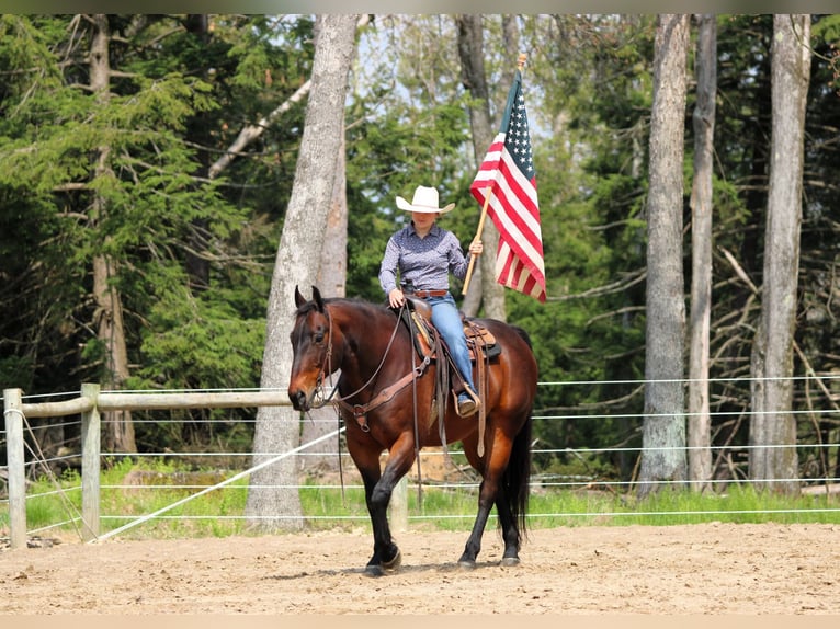 American Quarter Horse Castrone 11 Anni 152 cm Baio ciliegia in Clarion, PA