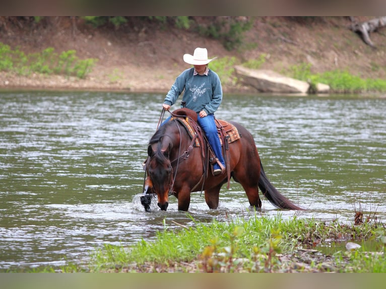 American Quarter Horse Castrone 11 Anni 152 cm Baio ciliegia in Clarion, PA