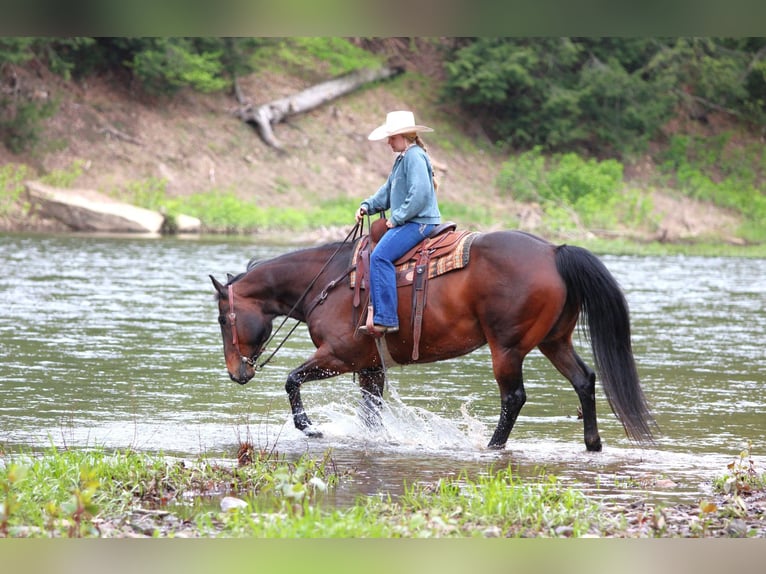American Quarter Horse Castrone 11 Anni 152 cm Baio ciliegia in Clarion, PA